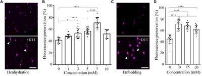 Simultaneous Acquisition of Multicolor Information From Neural Circuits in Resin-Embedded Samples